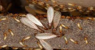 diệt mối tận gốc diệt mối hiệu quả